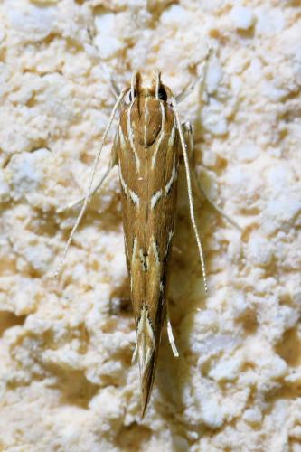 Pyroderces argyrogrammos